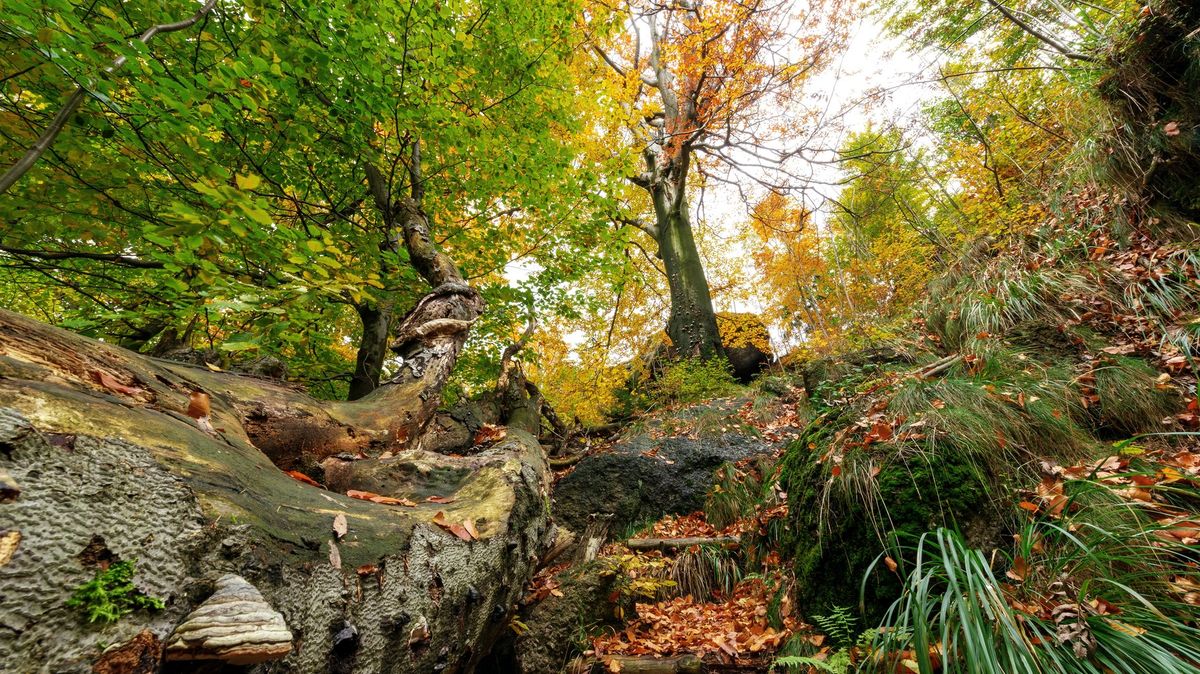 Foto: Jizerskohorské bučiny jsou na seznamu UNESCO